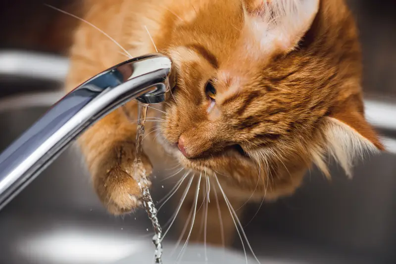 cat tapping water