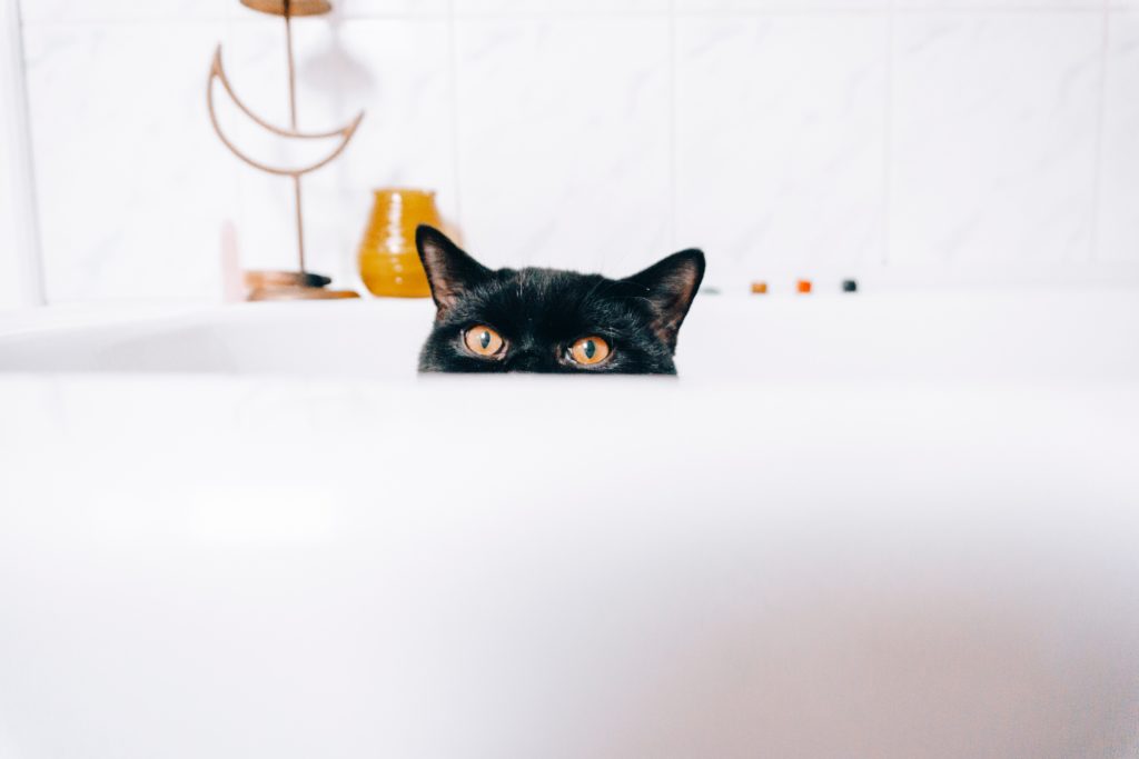 bathtub kitty