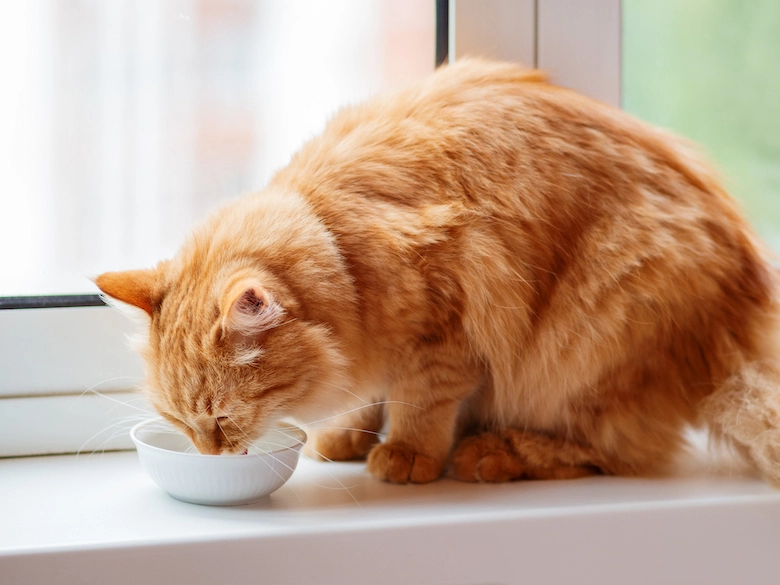 cat-drinking-water