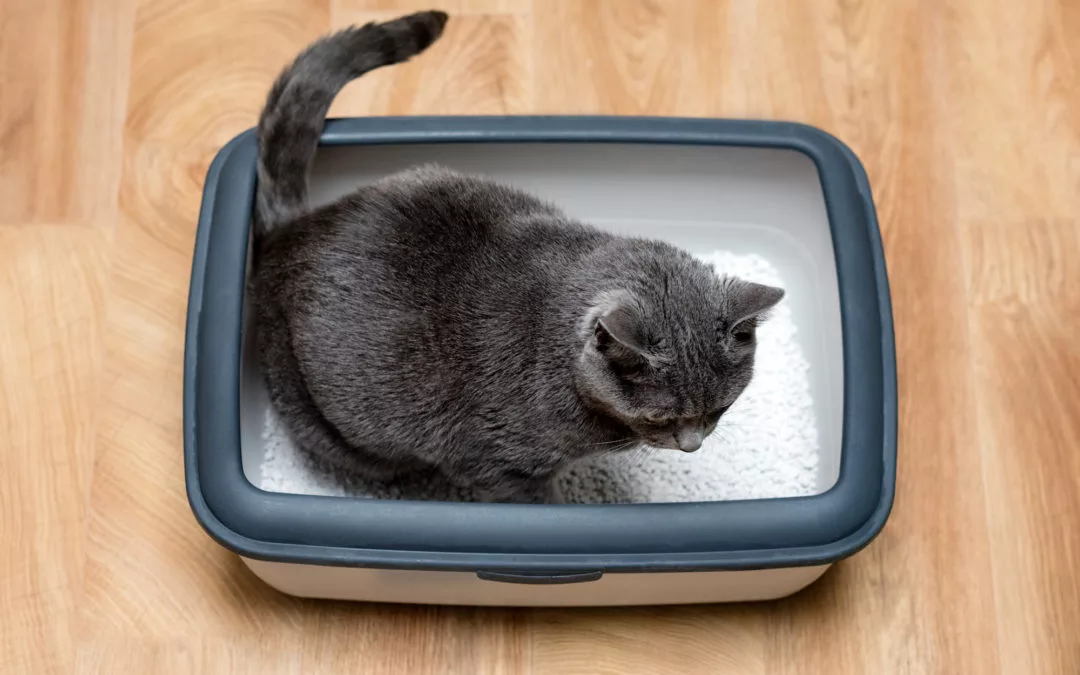 cat-litter-box-pooping