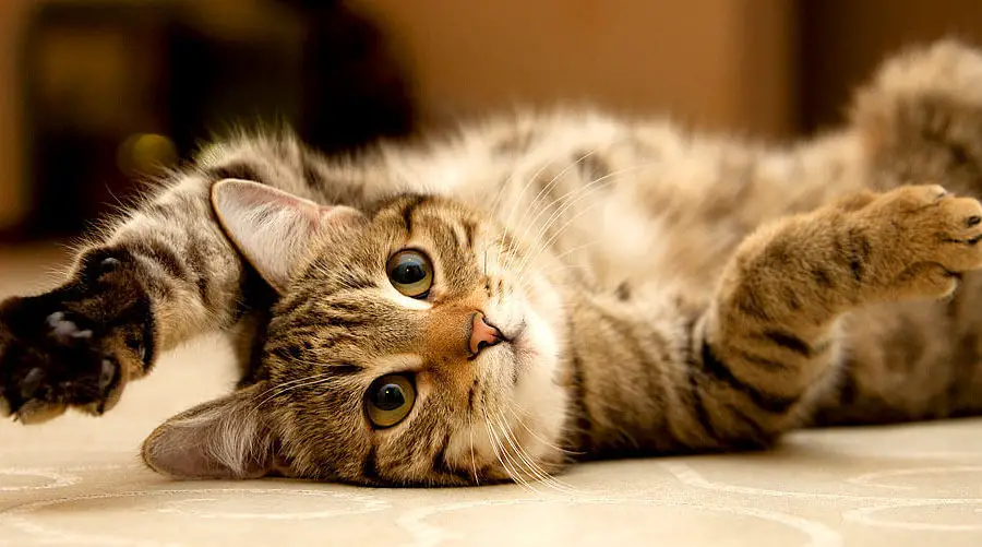 cute cat