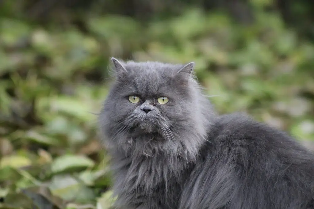 How Long Do Indoor Cats Live? Everything You Need To Know! 19 old cat