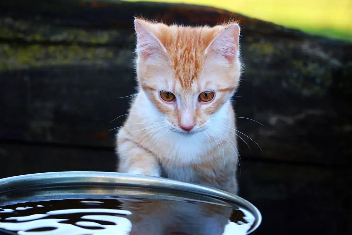 kitten-splash