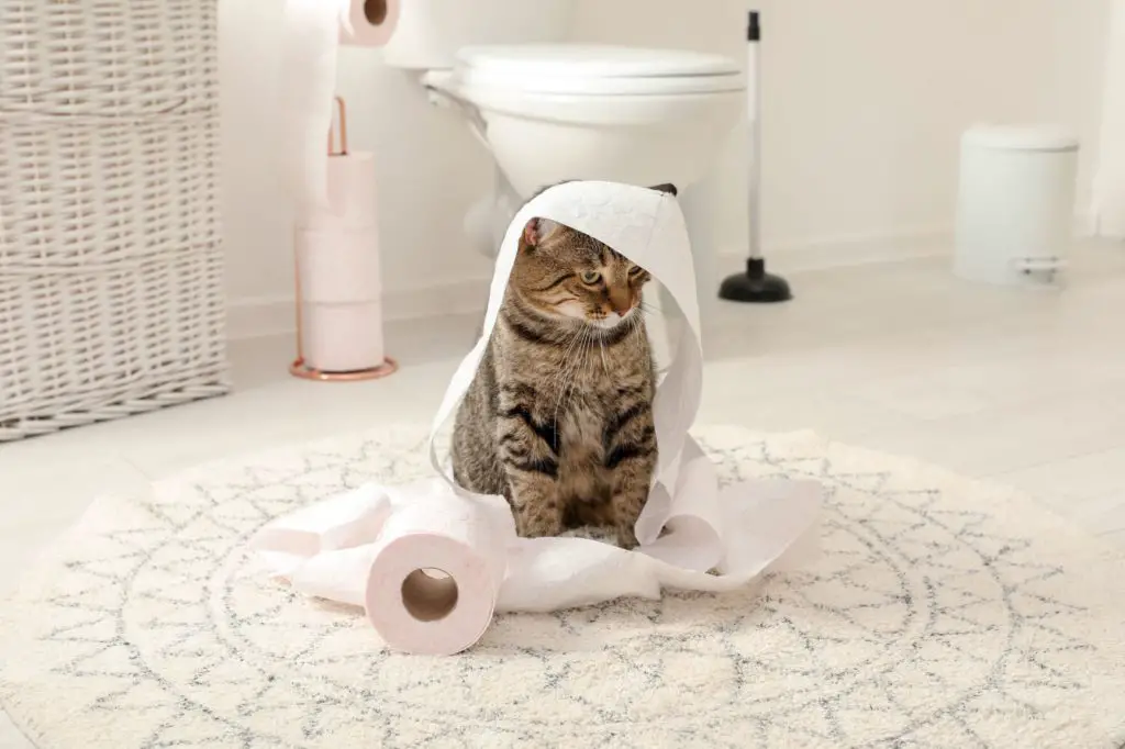 Why Does My Cat Follow Me To The Bathroom? 5 Reasons Why! 17 kitty toilet paper