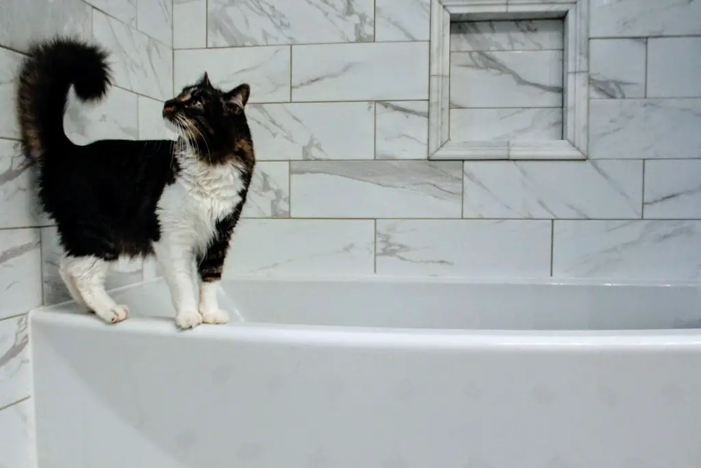Why Does My Cat Follow Me To The Bathroom? 5 Reasons Why! 18 cat in the restroom