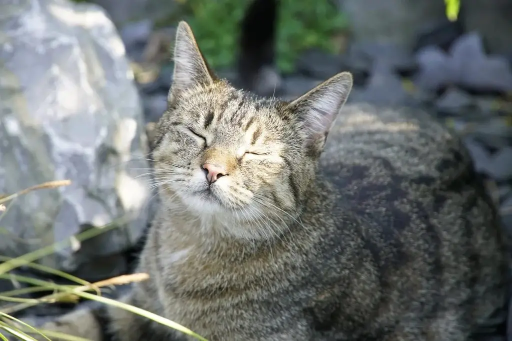 Why Do Cats Like Sleeping On Warm Things? 24 cats love summer heat