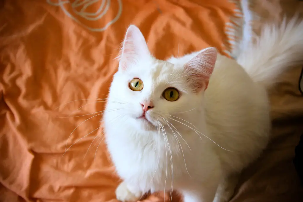 18 Amazing Breeds Of Cats That Like Water 131 turkish angora