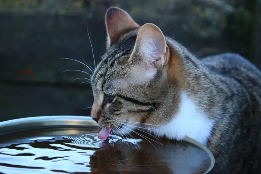 water-kitten-cat-mammal-drink-fauna