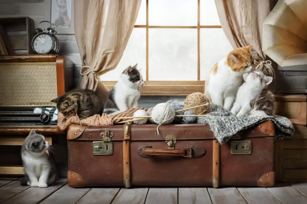 All 30 Questions You Should Ask When Buying A Kitten 94 cat breeder place
