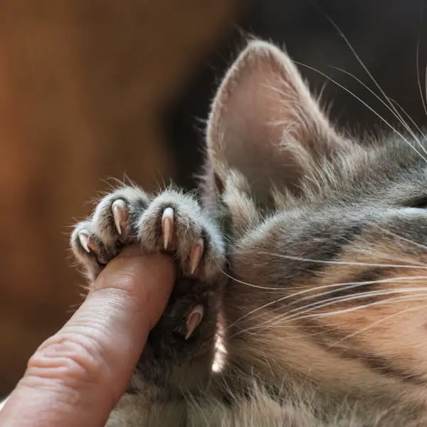 cat broken nail