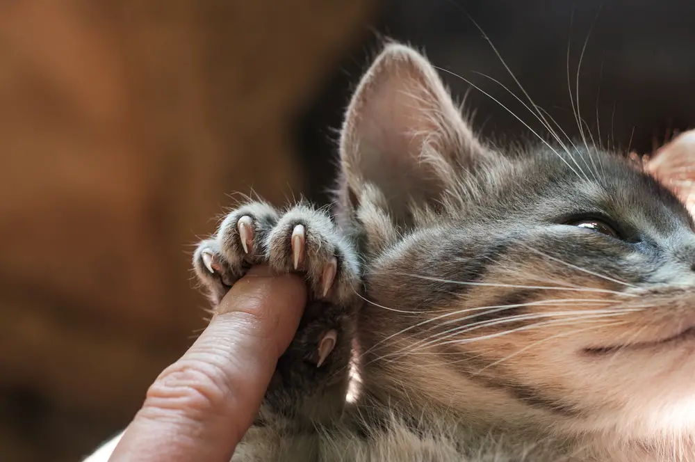 cat broken nail