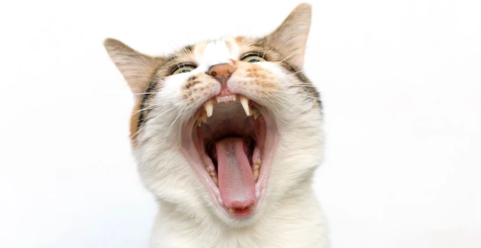 cat open mouth