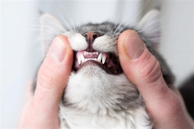 cat teeth 1