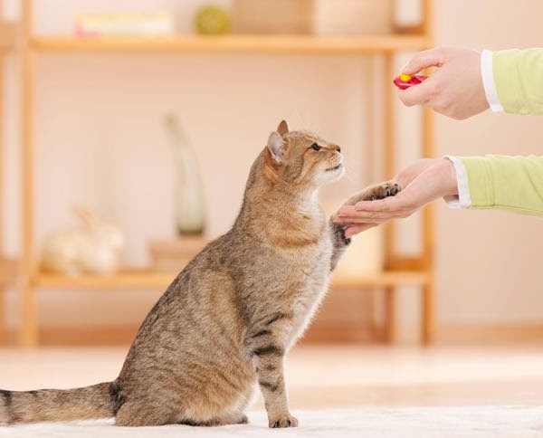 cat tricks