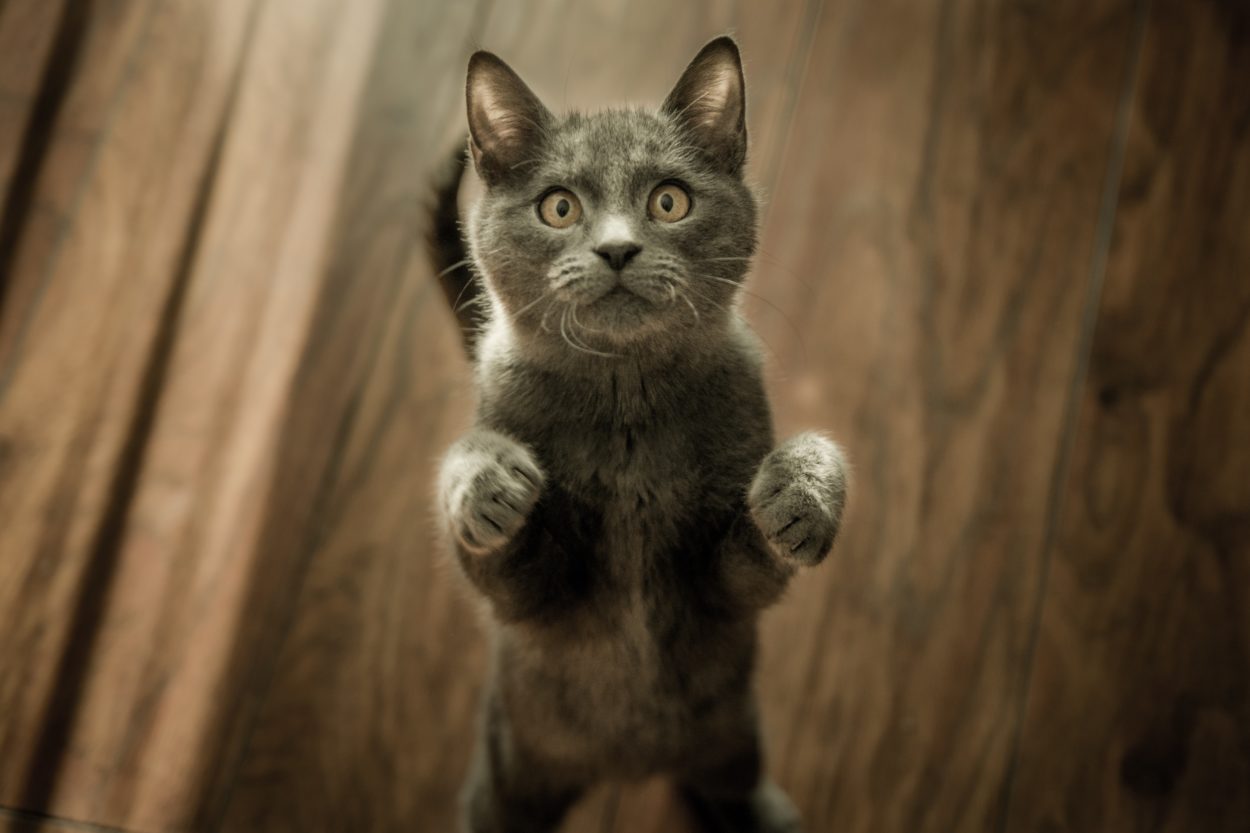 disoriented-cat