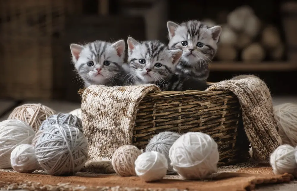 kittens litter group