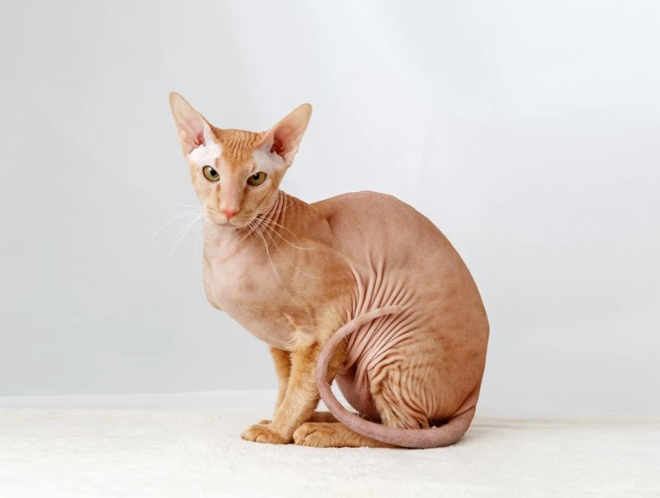 peterbald cat