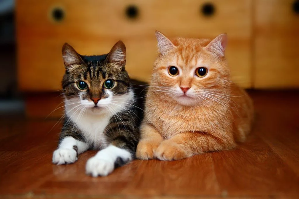 My New Cat Is Aggressive Towards Residents Cat - What Should I Do? 13 two cats together