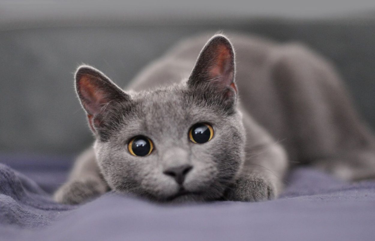 interesting cat facts