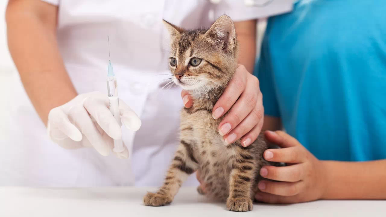 Feline Panleukopenia Virus - Everything You Need To Know! 11 ED7P52F1 123133