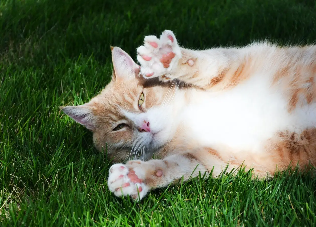 Why Do Cats Sweat Through Their Paws? A Simple Explanation. 10 pexels kevin bidwell 1398185