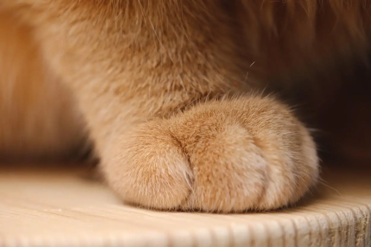 Why Do Cats Sweat Through Their Paws? A Simple Explanation. MeowFluent