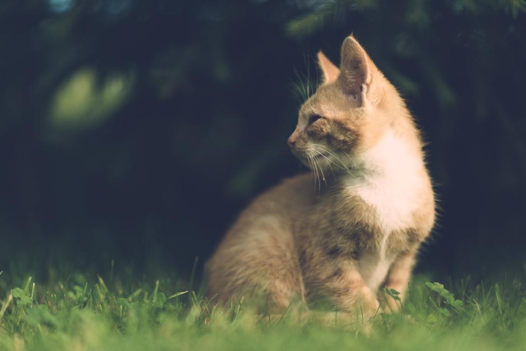 What Happens If Cats Eat Slugs? Are Slug Pellets Dangerous For Cats? 36 pexels pixabay 207901