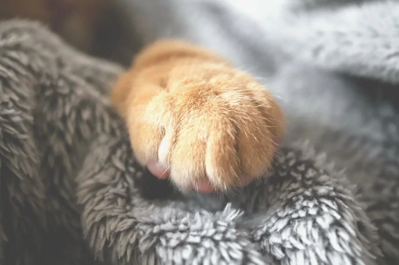 Why Do Cats Sweat Through Their Paws? A Simple Explanation. 11 pexels александар цветановић 1440406