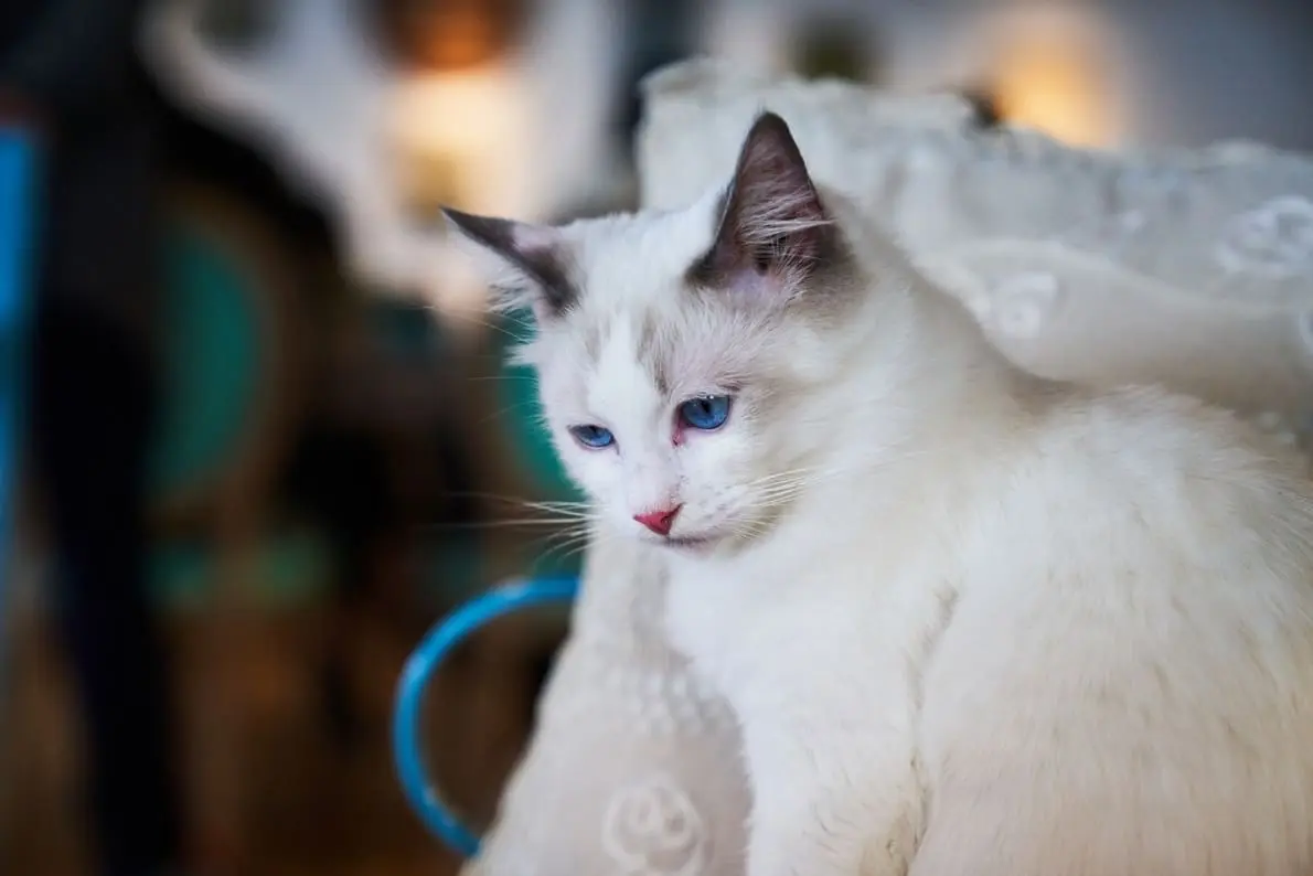 Maine Coon Ragdoll Mix - Everything You Need To Know! 13 Maine Coon Ragdoll Mix cat