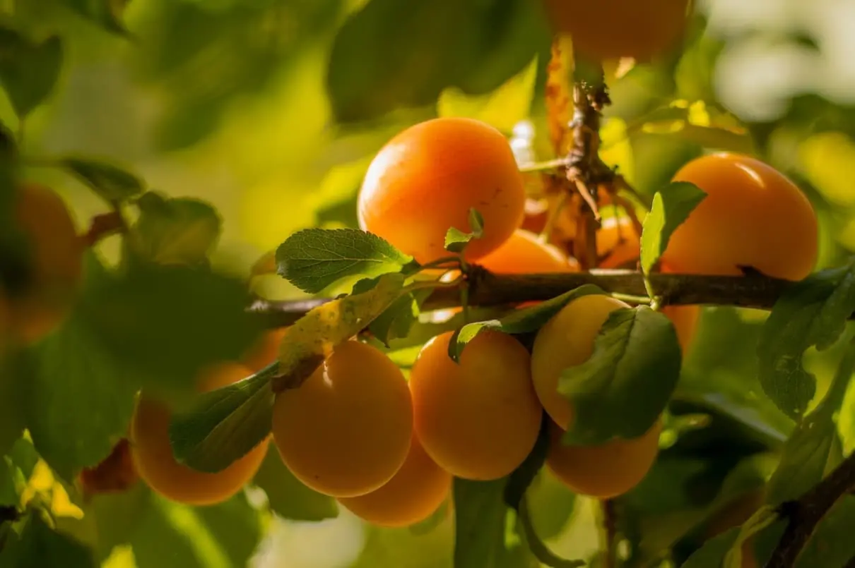 apricots-garden