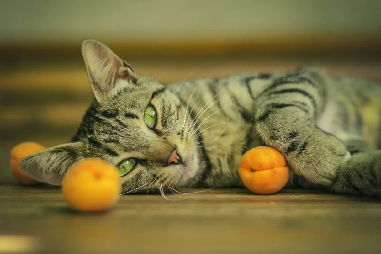 cat playing with apricot