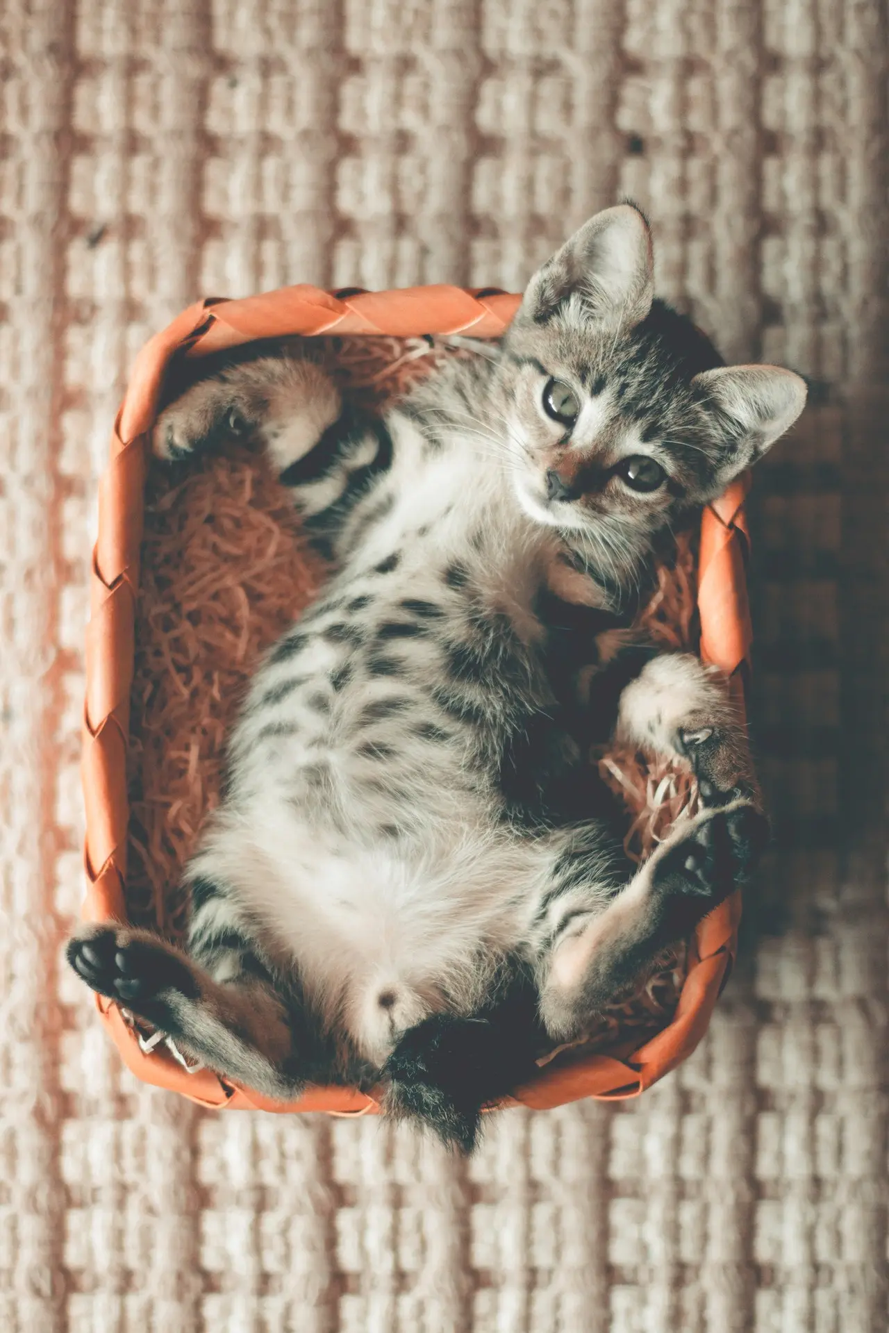 growing kitten in a basket