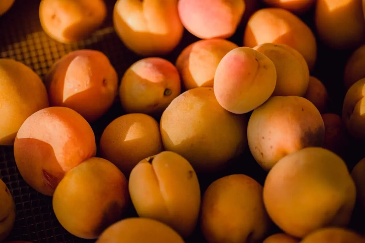homemade apricots
