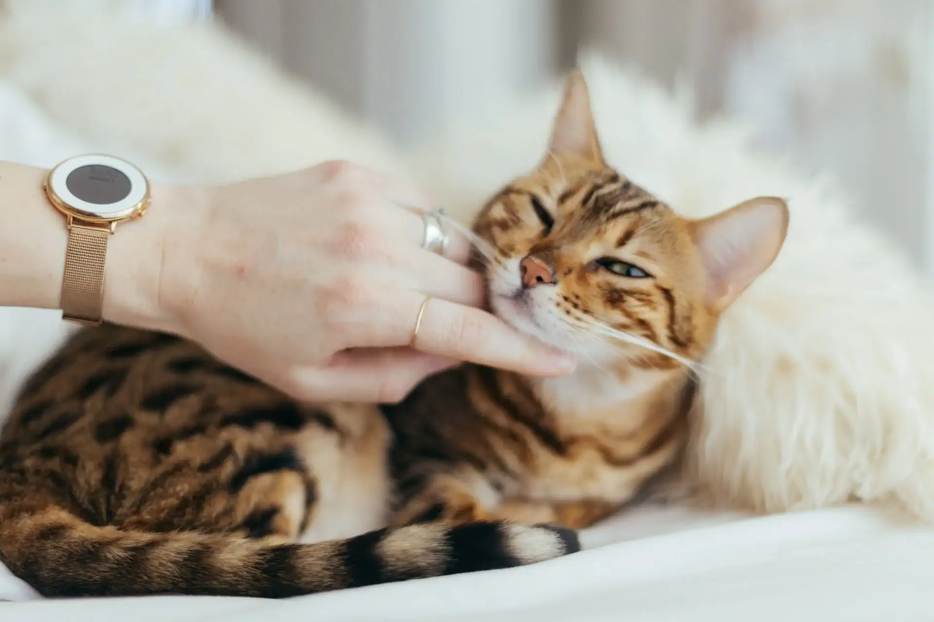 Why Is My Cat Afraid Of The Ceiling Fan? 10 indoor cared cat