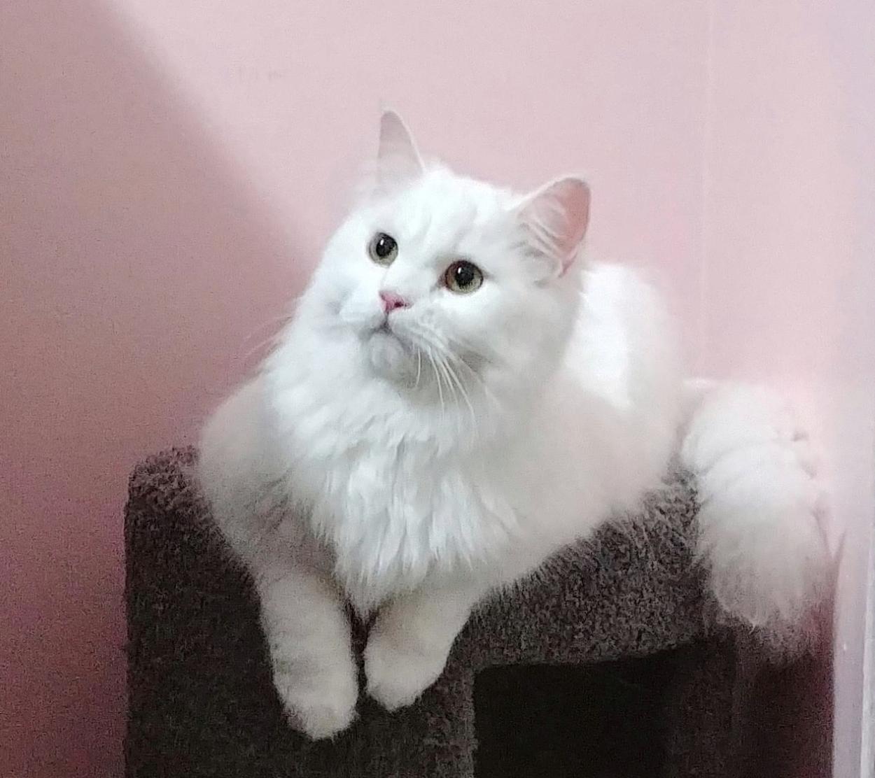 Persian Ragdoll Mix 7 Things You Need To Know MeowFluent