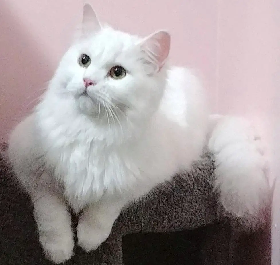 Persian Ragdoll Mix 7 Things You Need To Know Meowfluent