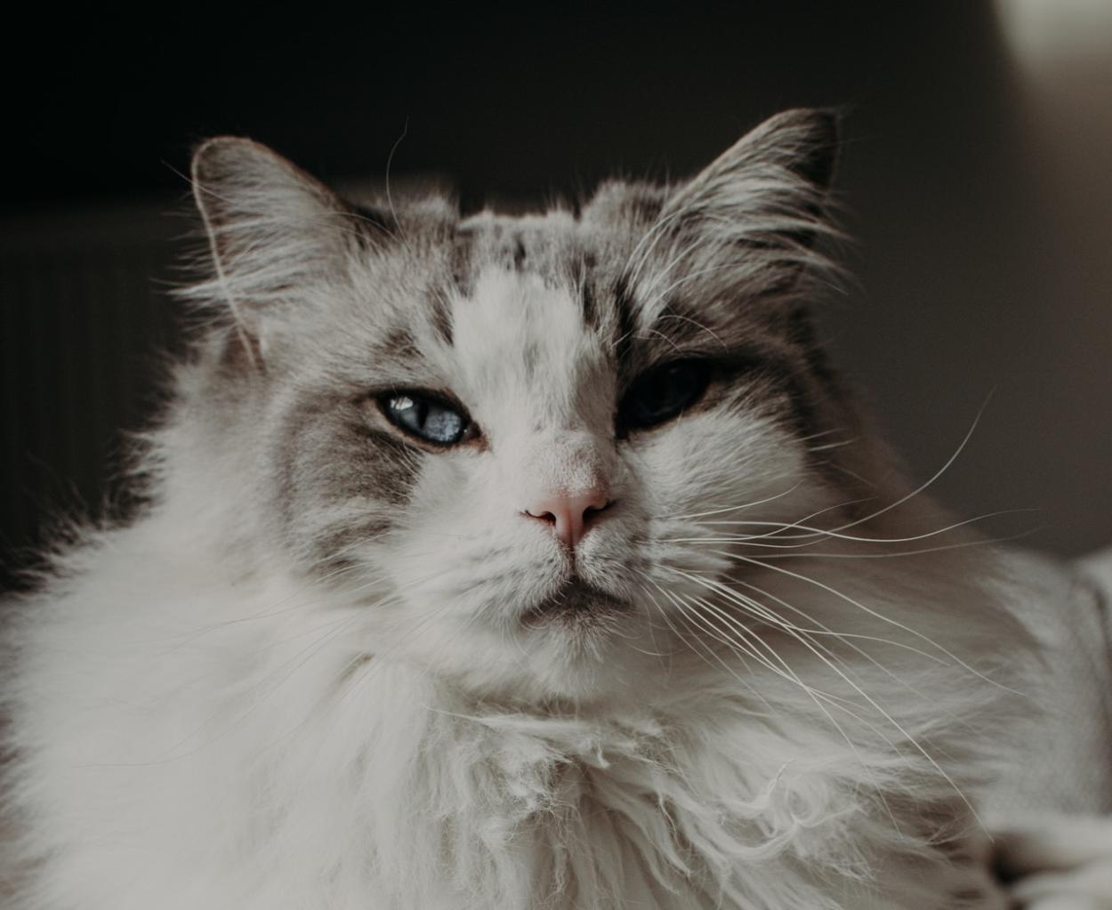 snowshoe ragdoll mix