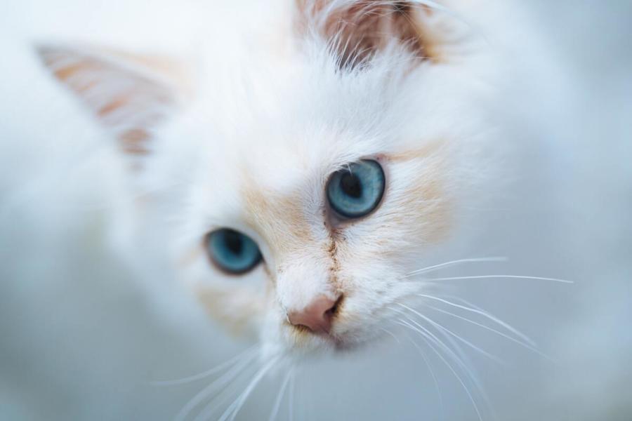 birman_ragdoll_mix