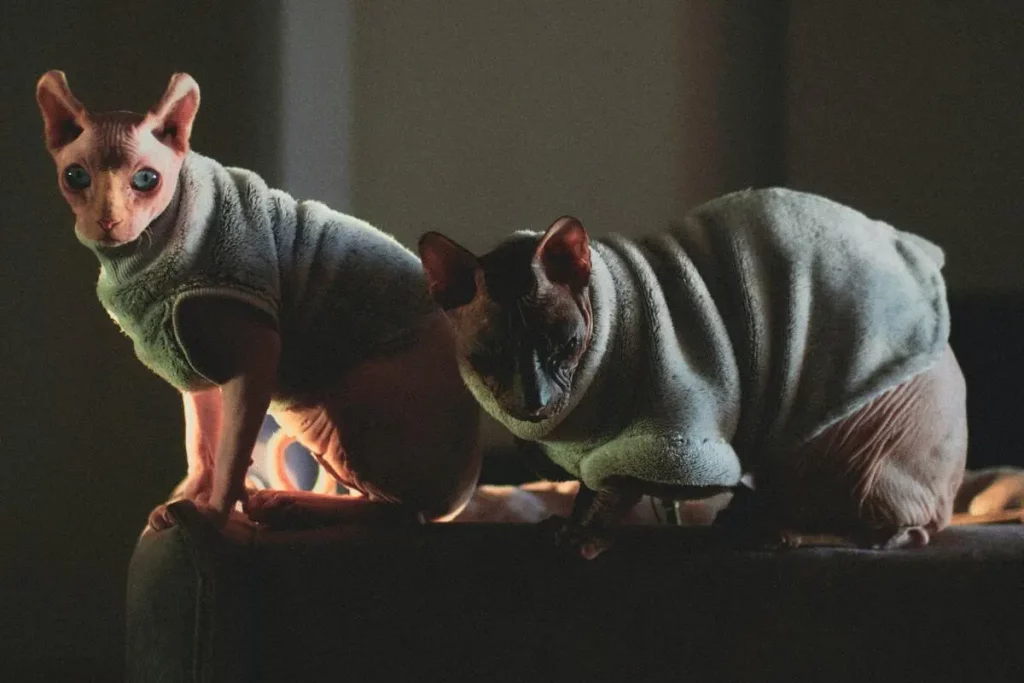 Blue Sphynx Cat - Explained (With Pictures) 14 blue sphynx