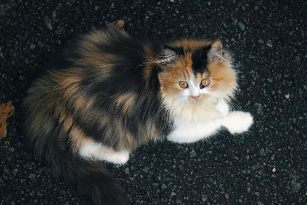 Calico Persian Cat – Guide For New Owners 17 calico persian mix
