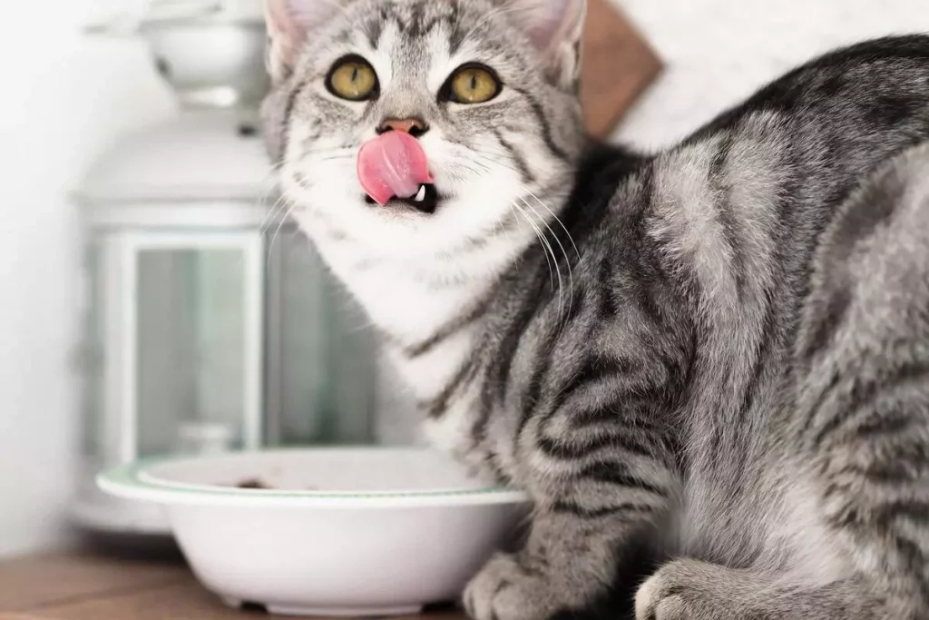 Why Does My Cat Smell Like Onions? - Explained 14 cat meal