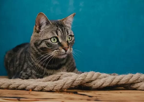 Abyssinian_Tabby_Mix