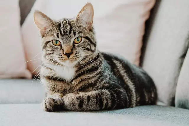 Abyssinian Tabby Mix - Most Important Facts 22