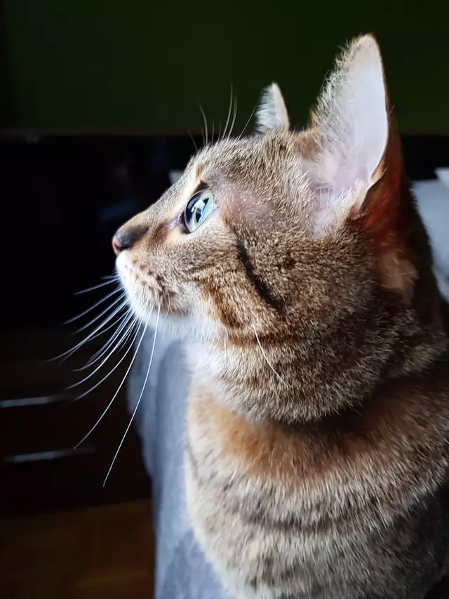 Abyssinian Tabby Mix - Most Important Facts 24