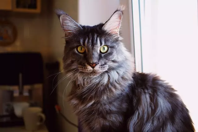 Persian_Maine_Coon_Mix