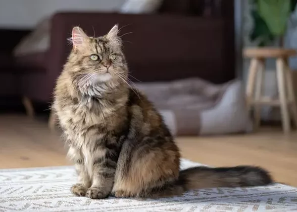 Persian_Maine_Coon_Mix