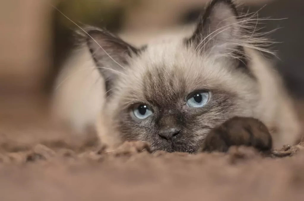Siamese Balinese Mix – 5 Things To Know 21 Siamese Balinese Mix 2
