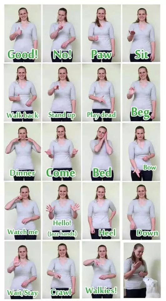 Sign Language For Deaf Cat 1