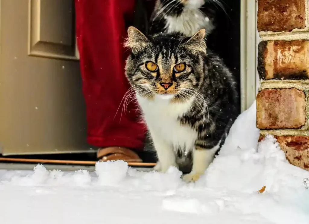 cat cold snow