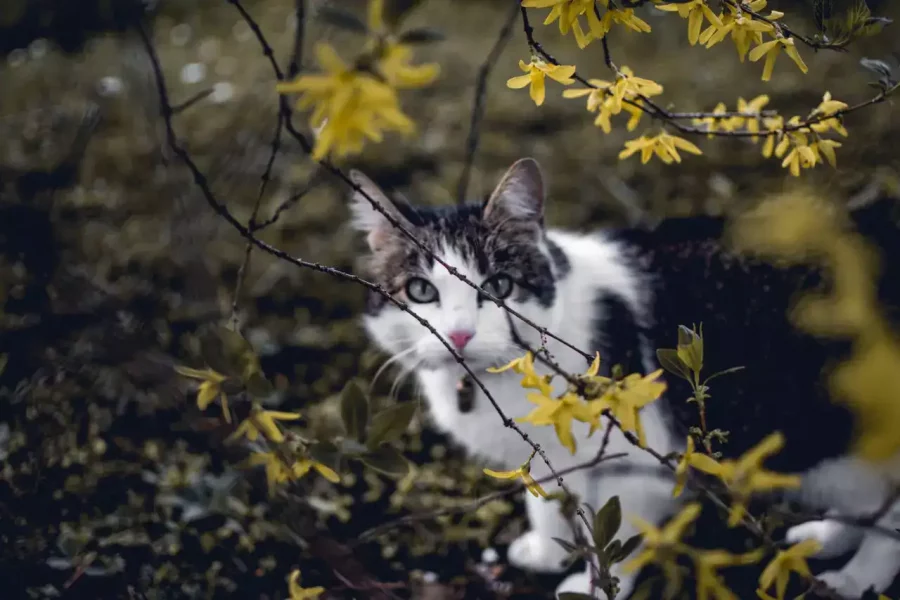 cat_hiding_behind_trees